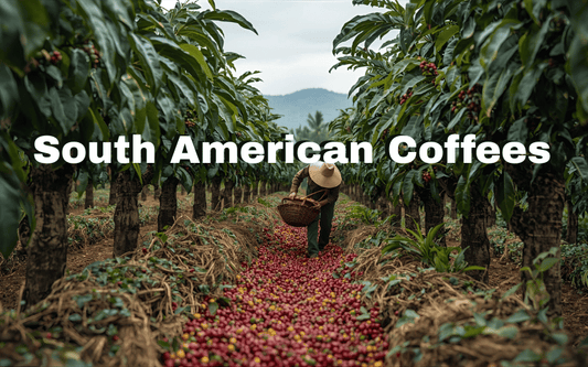 A man working on a south american coffee farm.  Text reads South American Coffees.