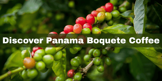 Coffee cherries on a branch with text 'Discover Panama Boquete Coffee'.
