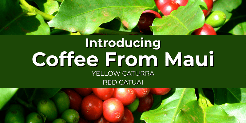 Promotional graphic for 'Coffee From Maui' featuring a dark green banner with white text over a close-up background of green coffee leaves and ripe red and green coffee cherries.