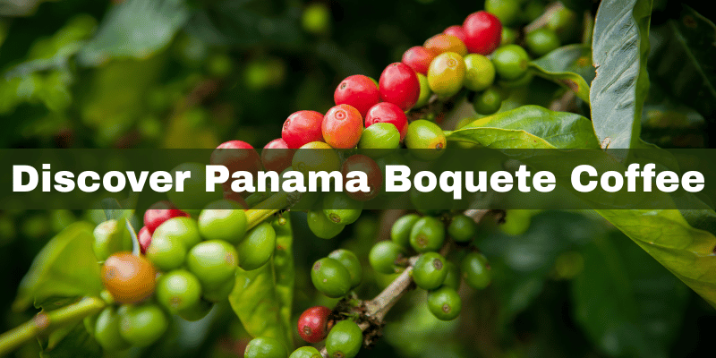 Coffee cherries on a branch with text 'Discover Panama Boquete Coffee'.